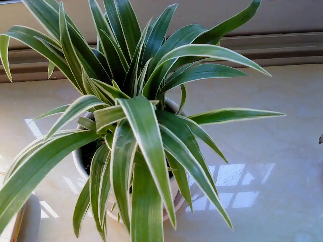 这花是属于金边兰的哪一种?