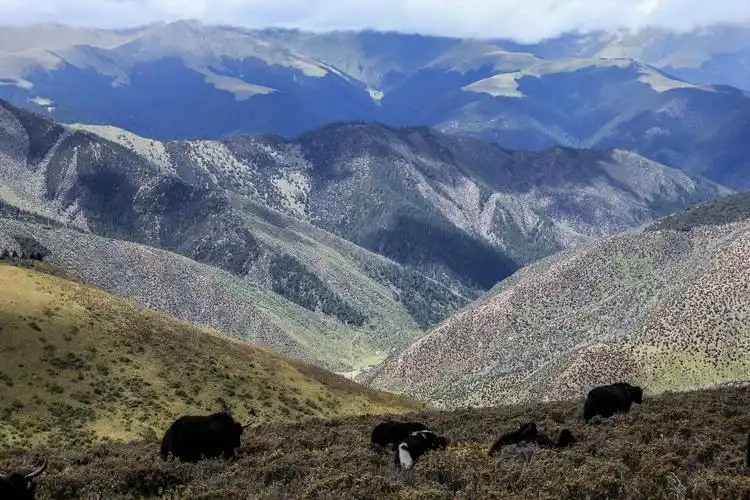 卡子拉山的草甸之上,天路318将青藏高原险路变通途,此刻,又如一条美丽