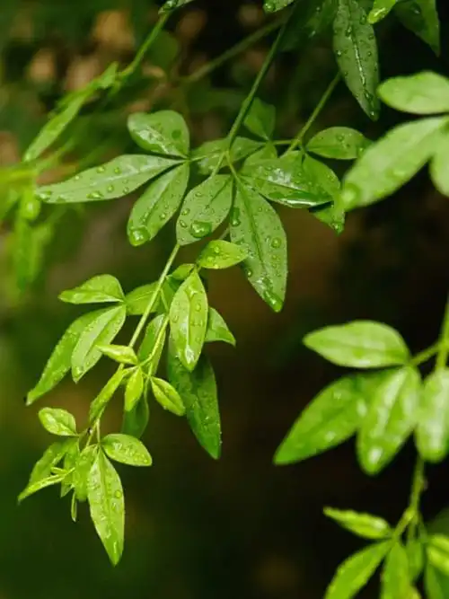 摄影  #屏保  #绿色  #绿色护眼壁纸  #索尼微单