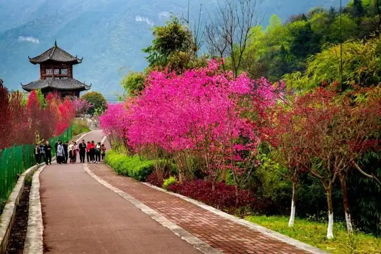 为"贵州高原上的一颗明珠"和"云贵小江南"的湄潭县有一条"十里桃花江"