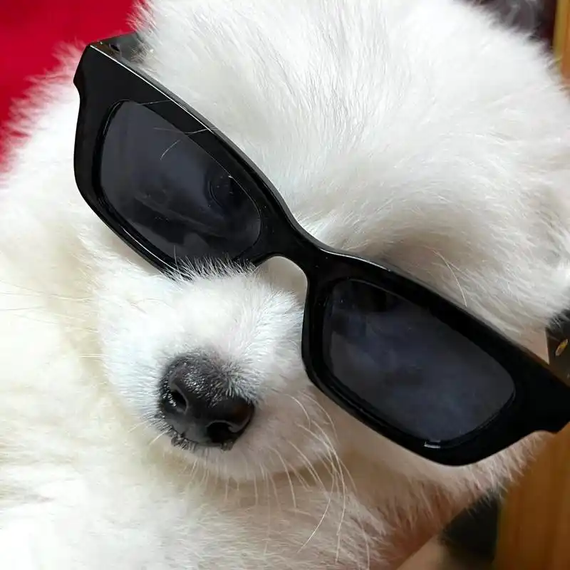 狗狗头像# #萨摩耶# #萌宠成长记