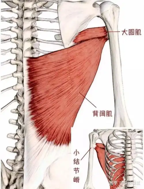 读书笔记背阔肌触发点