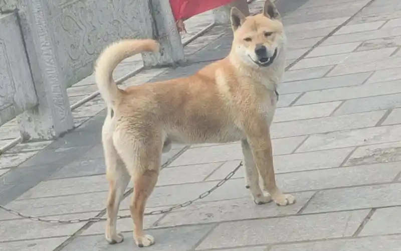 这条土狗腿长而且脖子也长,对手只能咬到它胸口,这才是纯种土狗