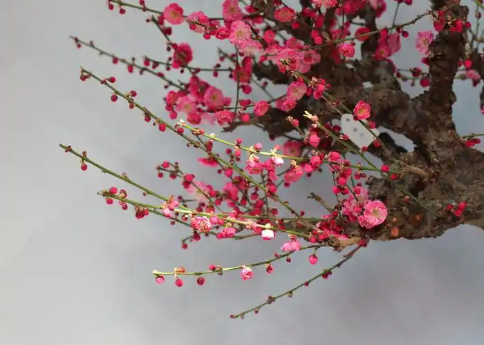 精品盆景梅花集