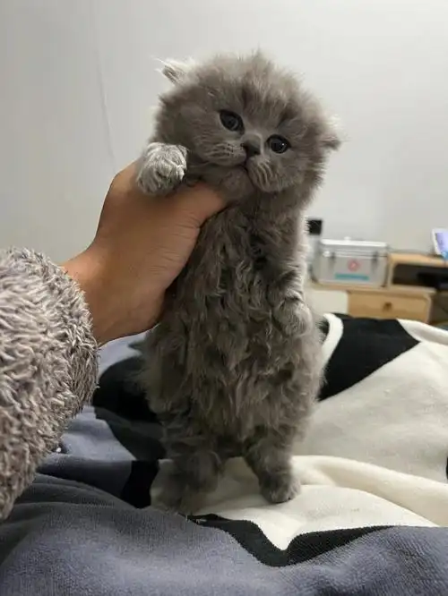 我把我家英短美短打了一顿支持老俄