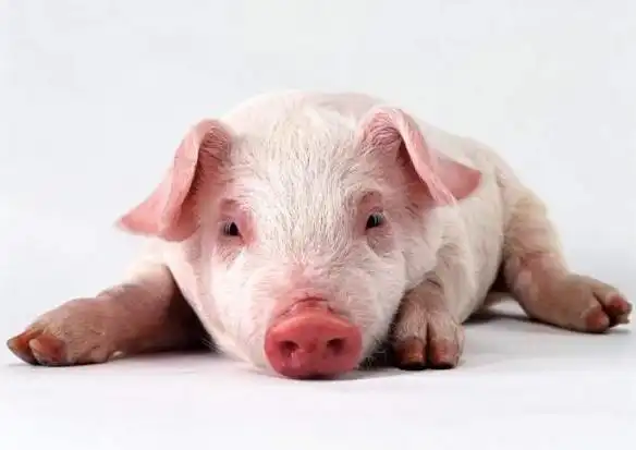 专家:预计2021年猪价向下走 年底生猪存栏量将恢复到80%