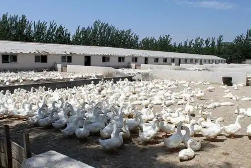 养鸭场如何处理鸭粪做好这些就够了