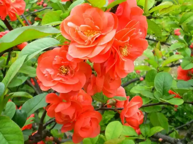 长寿乐-海棠品种14【原摄】 - 深涧幽草 - 764507627 的博客