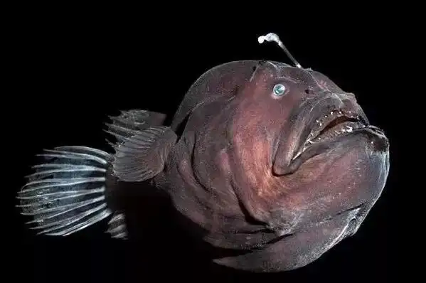 世界十大最丑陋的鱼蝙蝠鱼上榜第八有剧毒3