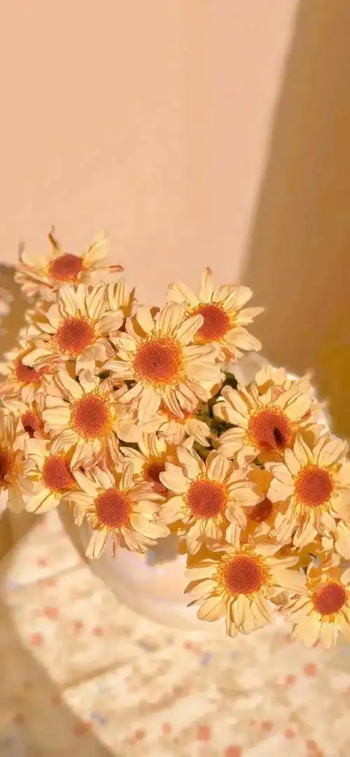 壁纸分享花即使不被欣赏也依然会开