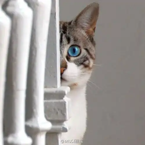 躲猫猫 - 堆糖,美图壁纸兴趣社区