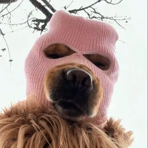 凤凰战士头套 蒙面带头套的金毛牛掰搞怪面罩凤凰战士精英网红搞笑