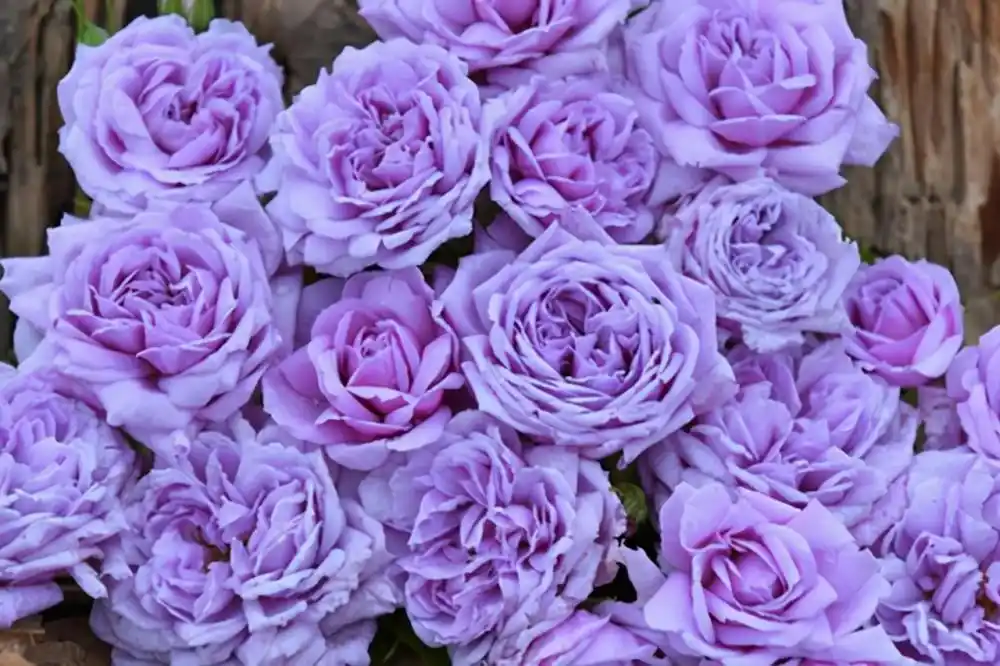 藤本植物——"蓝色阴雨",小阳台也能养成花瀑布,享受美丽人生