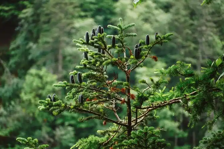 长白山奇异植物