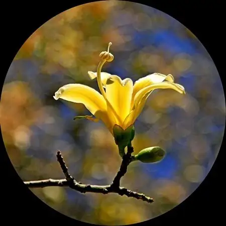 白色的异木棉花