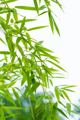 绿色竹叶画意竹子 绿色