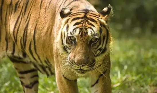 独苗死于虎口之下老太却选择原谅老虎老太去世后老虎闻讯赶