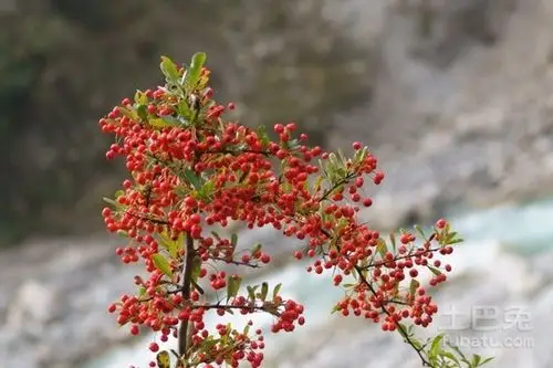 小丑火棘与火棘的区别是什么