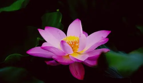 静心赏摄影作品多品种(荷花)尽信书2019.08.06制作