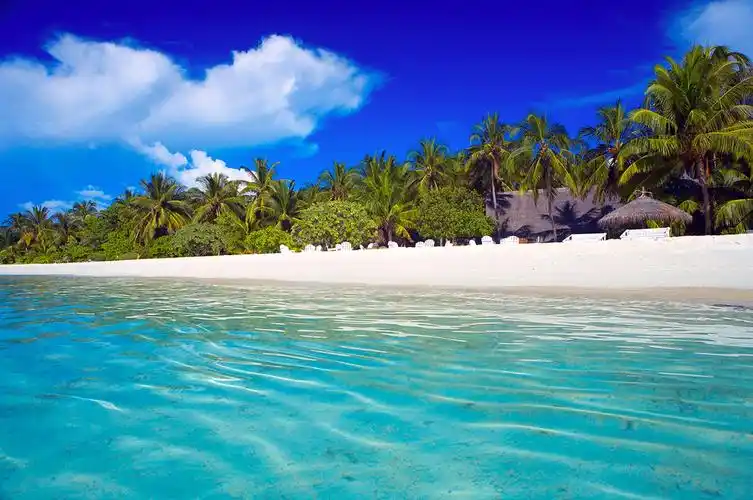 大海沙滩椰子树图片