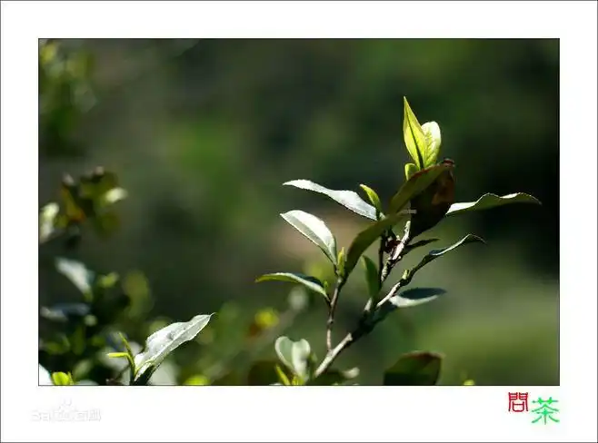 茶树图片百度百科
