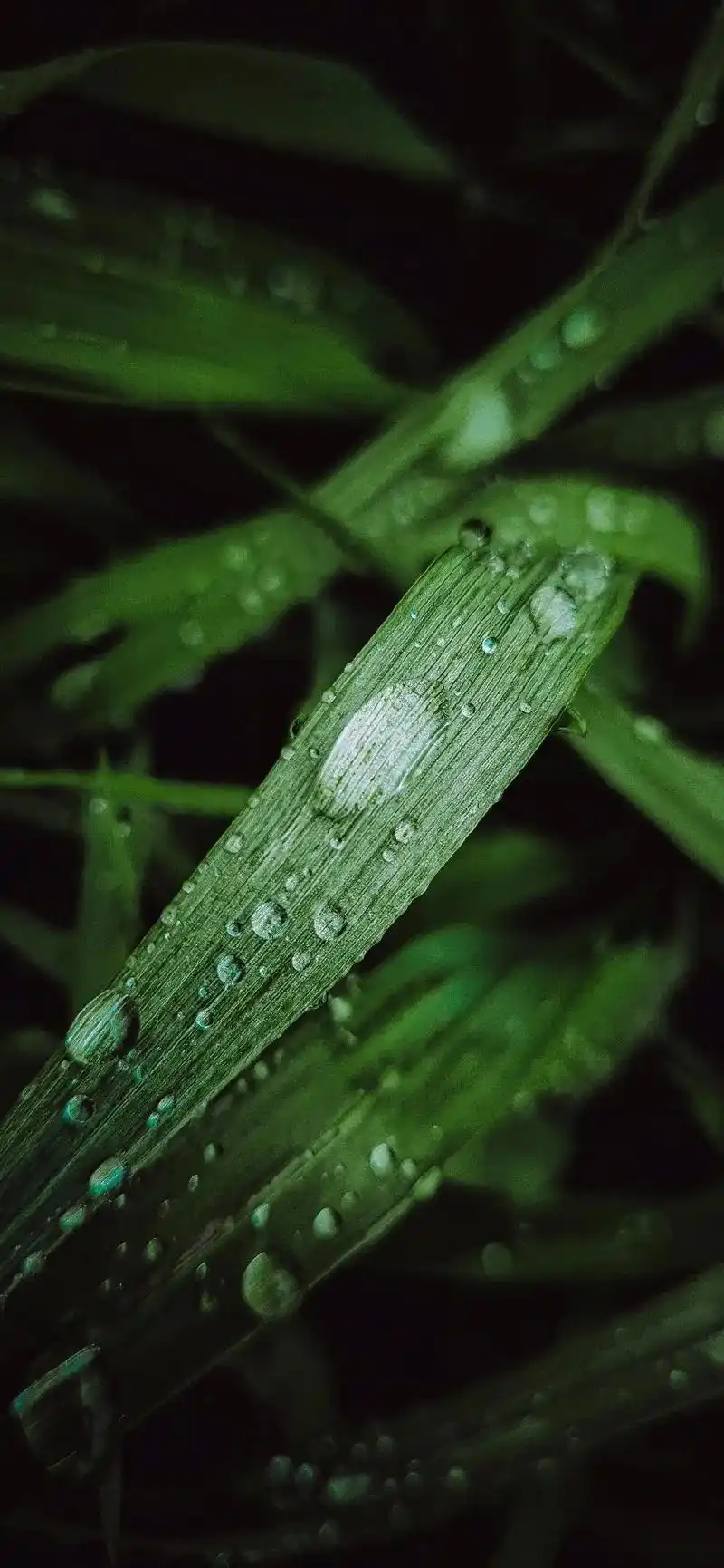 绿色养眼系列壁纸