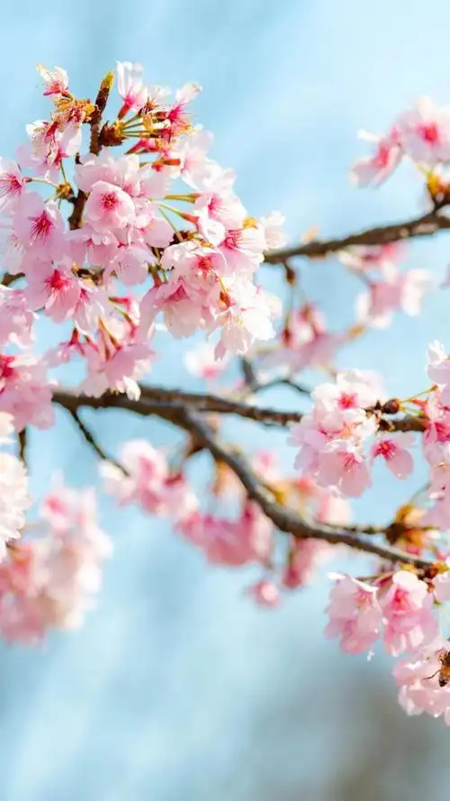 唯美的樱花美景