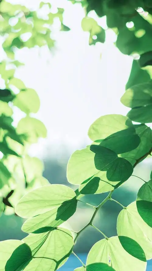 风景 街景 旅行 美景 鲜花 清新 摄影 田园 绿色 自然 淡雅 风景名胜