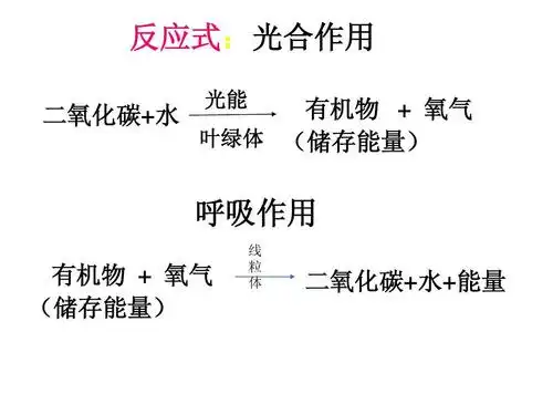 语文 植物的光合作用和呼吸作用复习课件答案ppt 反应式:光合作用