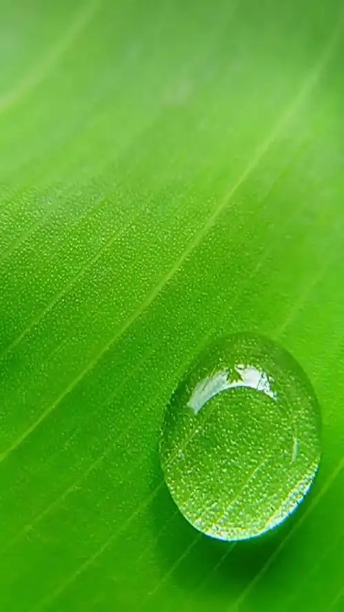 有没有干干净净绿色系护眼的手机屏保?