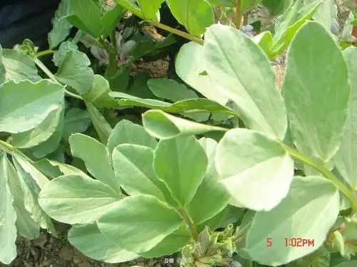 蚕豆叶,寻找小耳朵叶 个人感觉也像小喇叭 photoed by 海绵