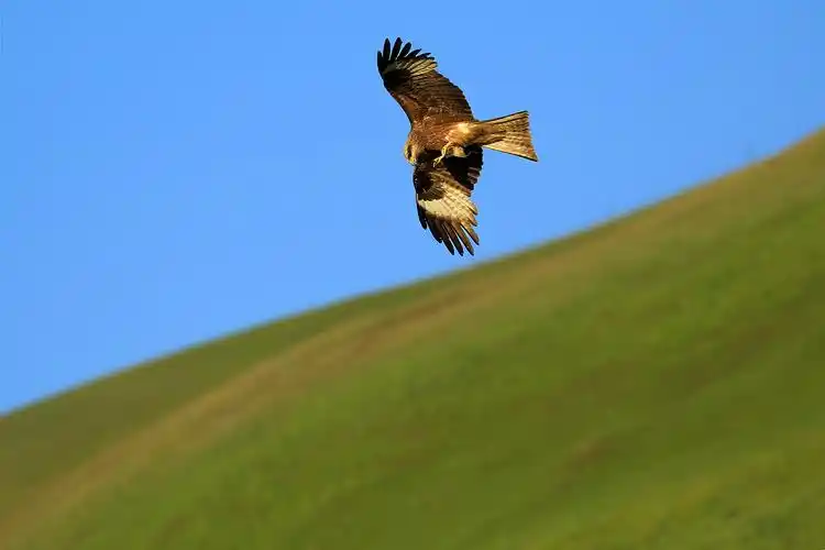 《 天山雄鹰 》