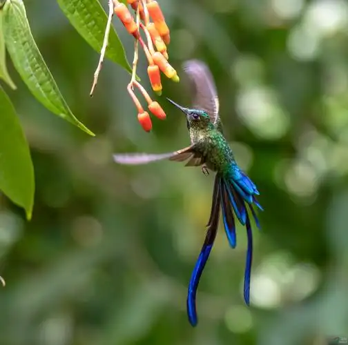 [林鸟] 长尾蜂鸟--- (祝贺老师佳作荣获vip综合精华)