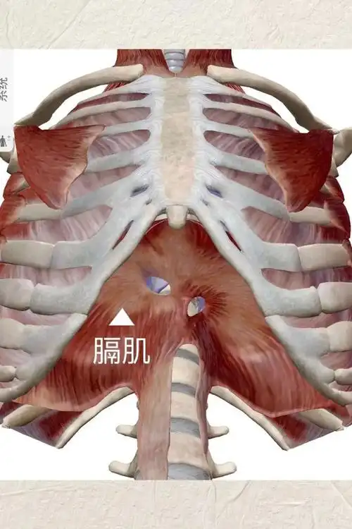 症状|膈肌|胸片|治疗|肺功能_网易订阅