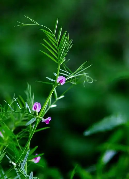 辨花识卉救荒野豌豆