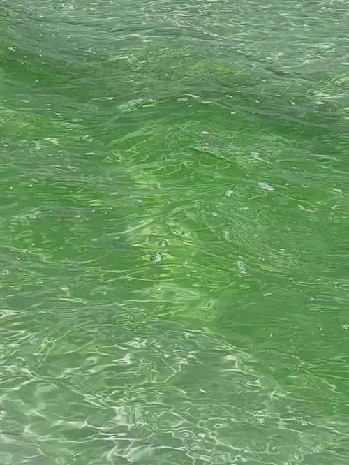 护眼  #ins风壁纸  #绿色  #春天