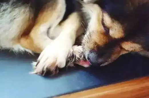 狗狗老舔爪子的九大原因,焦虑竟然也会导致狗子舔脚丫!