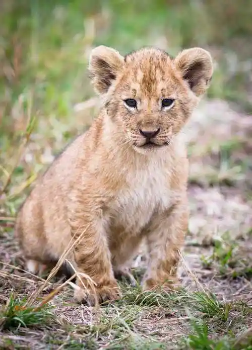 乖巧小狮子图片,图片,壁纸,动物-桌酷