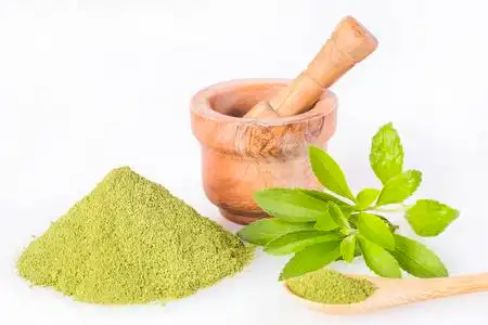 新鲜绿色甜菊草本植物和提取粉末甜菊. 白色背景照片