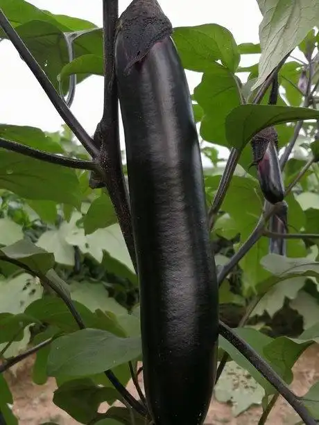 韩国大黑长茄子良种