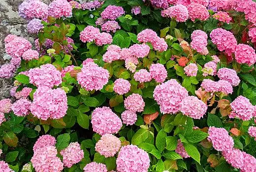 彩色,绣球花,特写