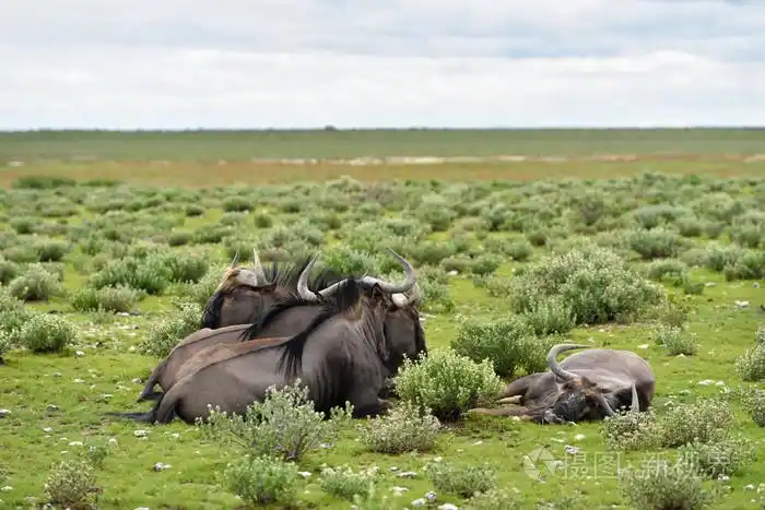 非洲蓝羚羊羚羊