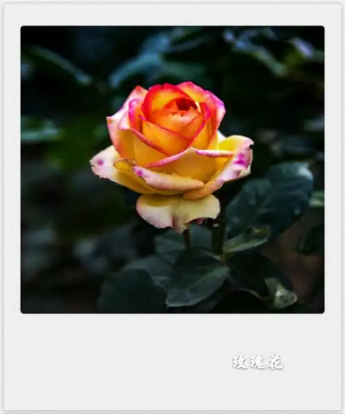 东张西望【美摄视界】:风雨彩虹铿锵玫瑰(首发) - vv
