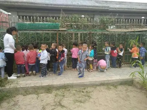 瞧!我们在参观幼儿园养的漂亮小鸡呢