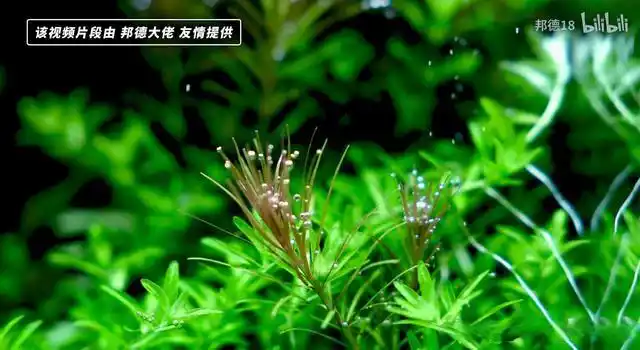 水草科普|细叶牛顿