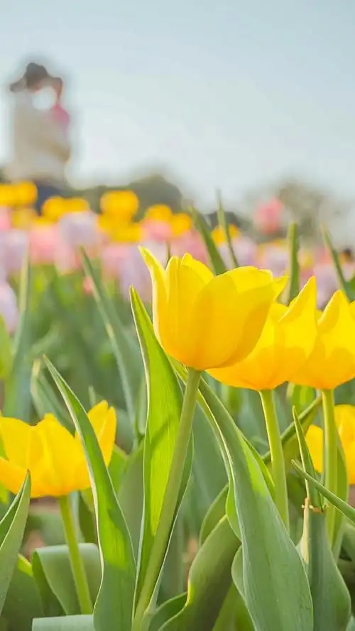 春天的唯美郁金香,植物-手机壁纸