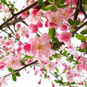 【西府海棠树图片】西府海棠树图片大全_q友网