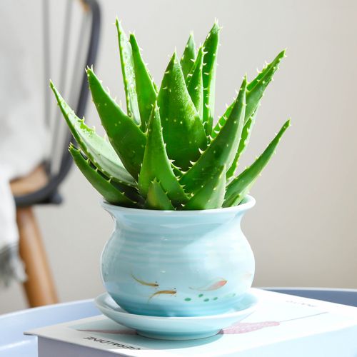芦荟盆栽室内甲醛净化空气植物办公桌防辐射多肉四季绿植