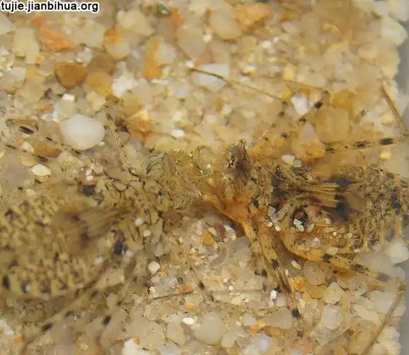 图解蜻蜓的孵化过程第2页