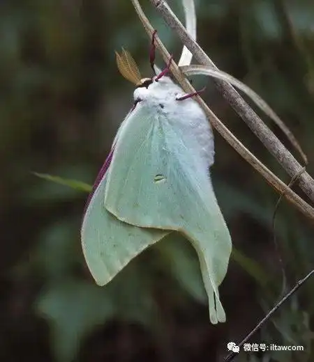 物种图册-大水青蛾